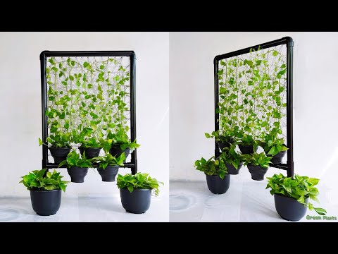 Wonderful Way to Display Money plants in your inside space | Money plant Growing idea//GREEN PLANTS