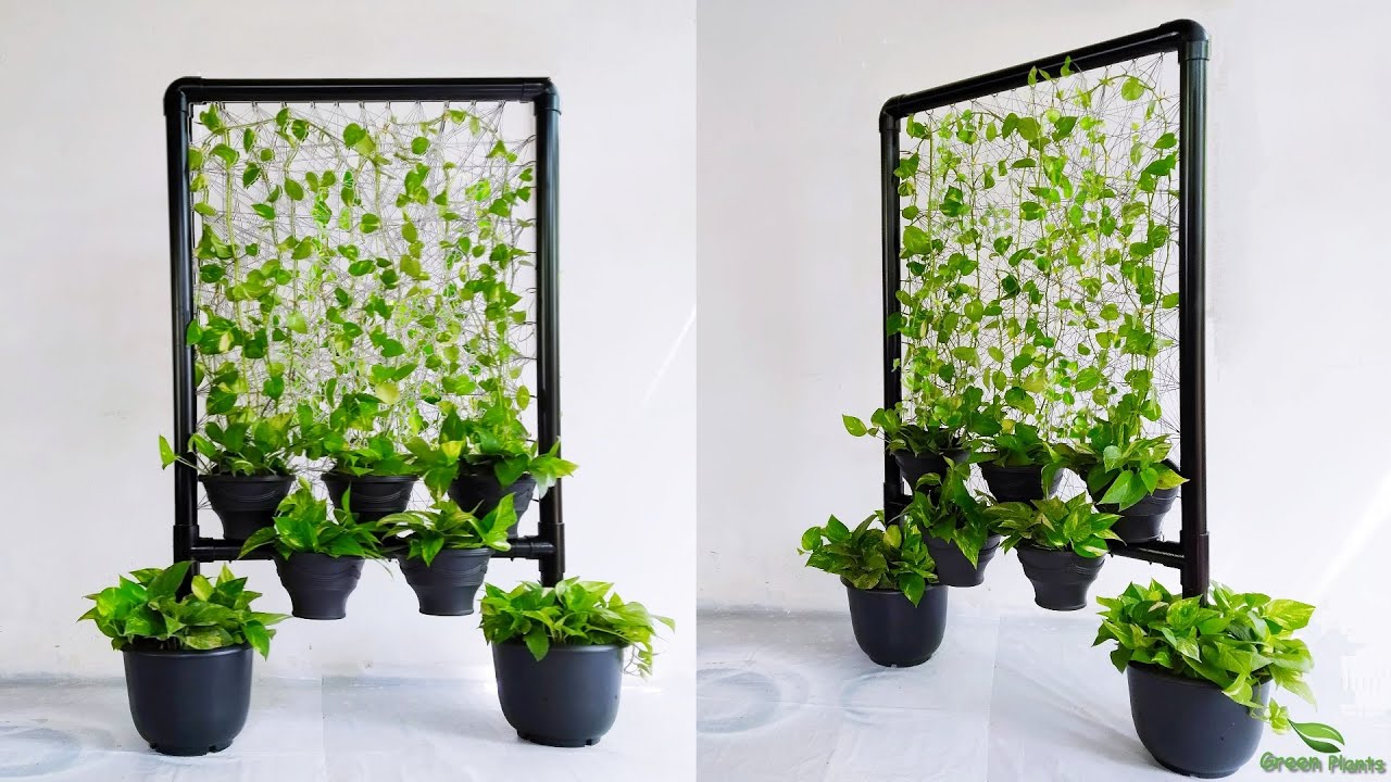 wonderful way to display money plants in your inside space plant growing idea green youtube decor wall hanging