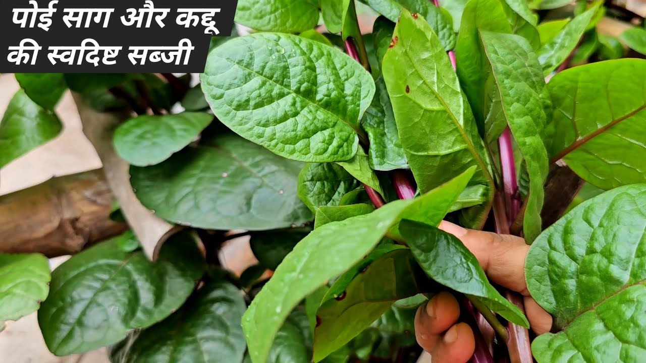 Gukj poi saag or kaddu ki sabji | kaddu or poi saag recipe | village style ...