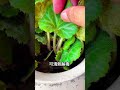 杂草金線吊芙蓉,消炎止癢效果很强!搗汁滴耳毒熱立消! #foodies #food #plants #knowledge #plants #botany