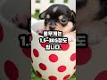 치와와 다섯가지 알아보자 #shorts #강아지 #치와와 #dog  #귀여운