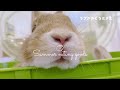 【うさぎのグッズ紹介】夏のお出かけグッズ！