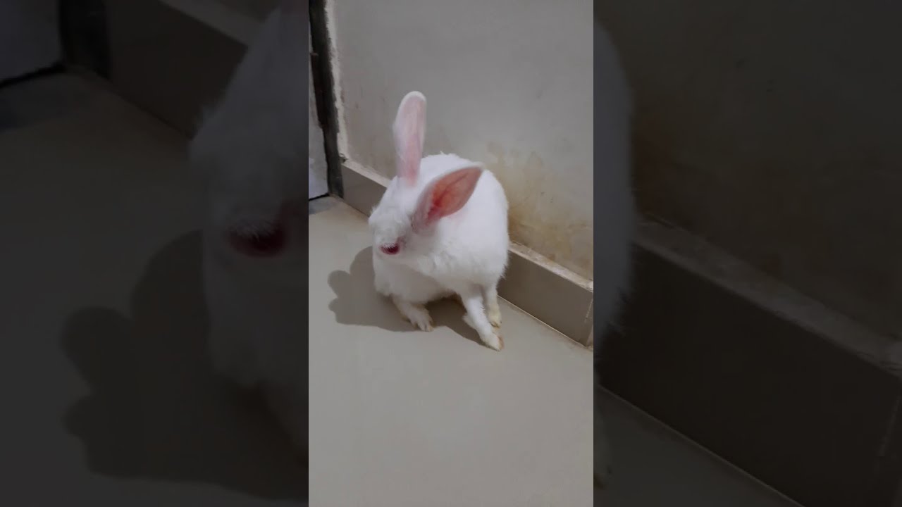 Cute and sweet rabbit cleaning its face | rabbit videos
