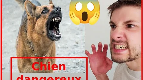 Quels sont les caractéristiques des chiens de catégorie 1 ?