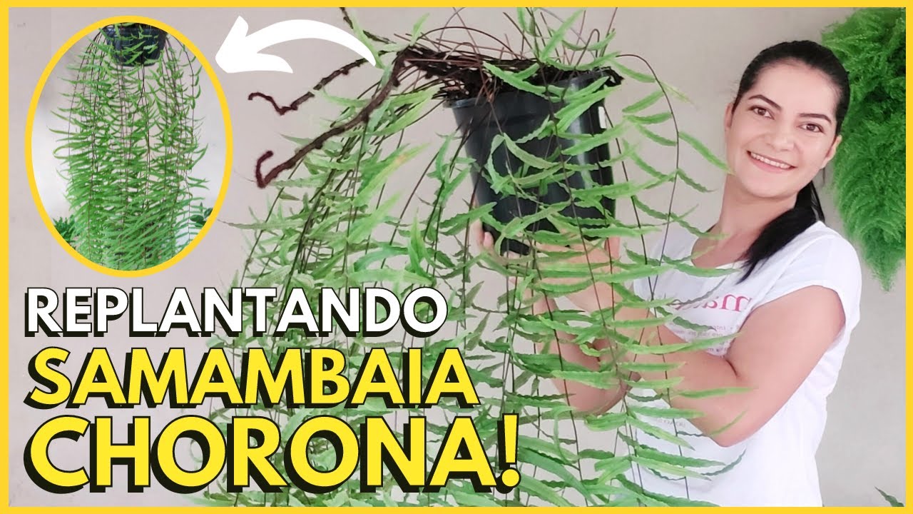 COMO REPLANTAR SAMAMBAIA CHORONA DE METRO?