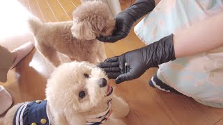 Granny, who doesn't like dogs, and our puppy have finally met for the first time! [Toy Poodle]