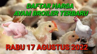 Harga Ayam Broiler Selasa 16 Agustus 2022. 
