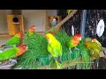 Lovebirds Roseicollis Aviary - August 8th, 2021 - Sunday Morning