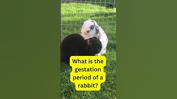 Gestation period of a Rabbit