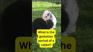 Gestation period of a Rabbit