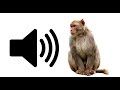 Monkey Noises SFX