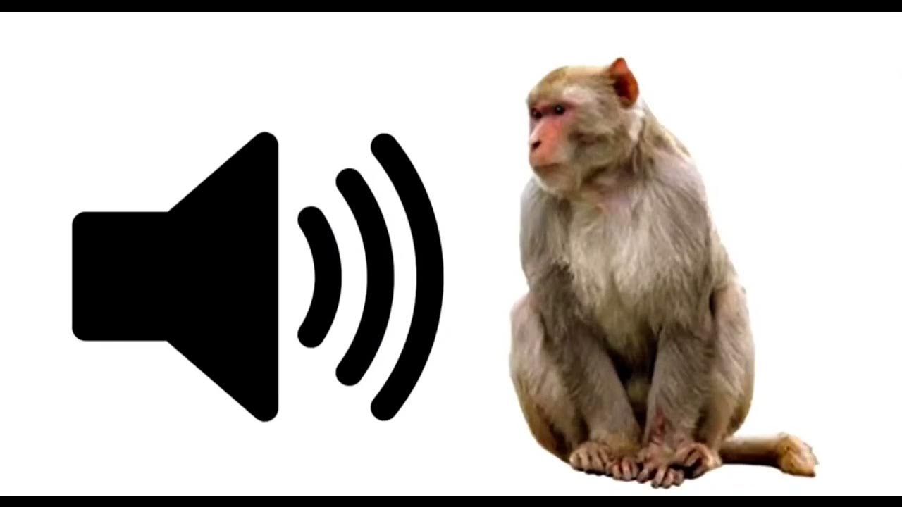 Звуки мартышки. Звуки обезьян. Звуки обезьян Мем. Макака звуки. Массаж обезьяны.