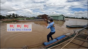 TÂM LÚ LẠI DẮT MÌNH ĐI CÂU CÁ BỰ SÔNG MEKONG