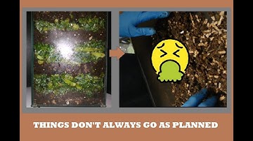 ALL MY WORMS DIED! Failed Time Lapse of Compost Worms Eating Kale