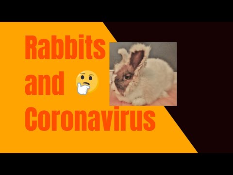 can-your-rabbit-get-the-coronavirus?