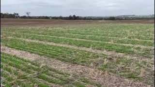 Flexi-N Strategies on Grazing Oats with Scott Nelson