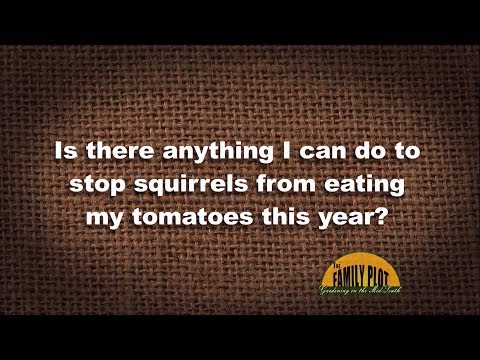 فيديو: هل تأكل السناجب نباتات الطماطم؟
