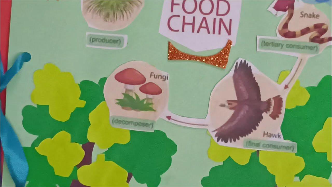 Foodchain project file Food chains Biology Diagrams