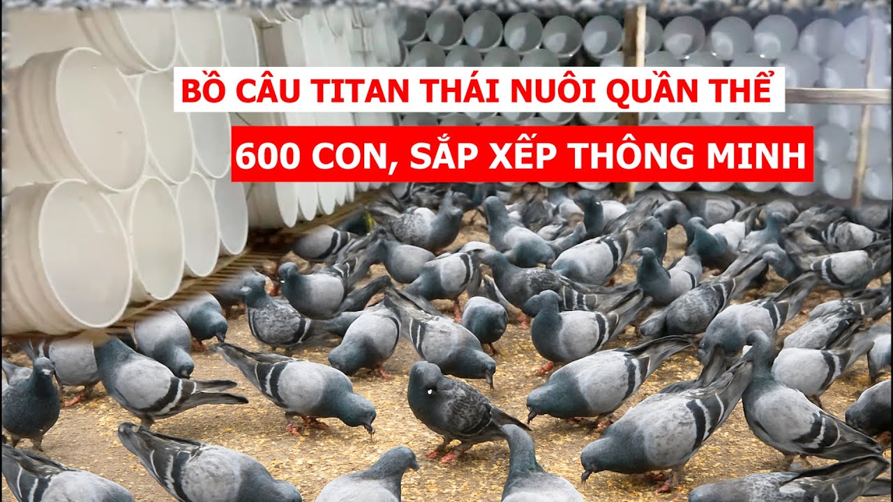 Tự Làm Chuồng Titan Thái Quần Thể 600 Con: Bố trí thông minh, bồ câu nhìn là mê ngay