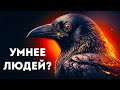 Вороны не просто умны, они пугающе умны