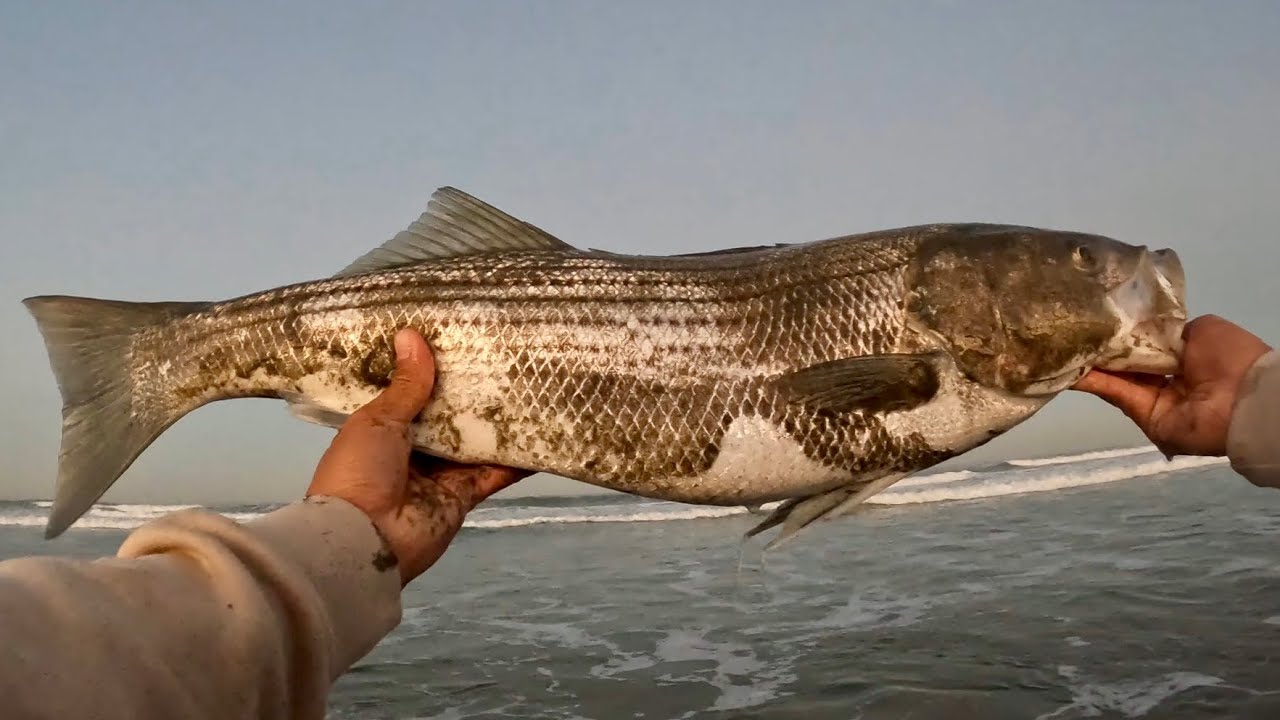 striped bass smacked my lure! surf fishing the california coast. - YouTube
