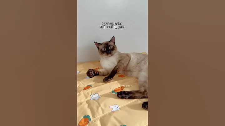 Video 4881241: siamese cats cutecats catlife, siamese cat funnycats cutecats, siamesecat cutecats cats, cat funny pets