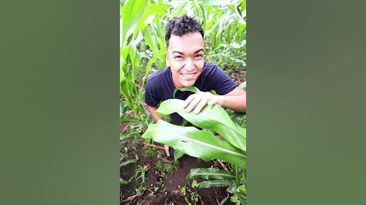 EL VECINO PICARO