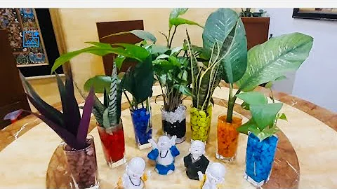 Indoor Plants Grow & Decor in Water At Home / Plantsdecor / Houseplants / DIY Water Plants Decor
