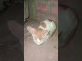 sleeping kitten 😴😴