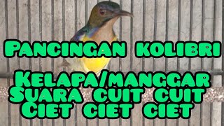 pancingan korlap suara cuit cuit cuit ciet ciet ciet