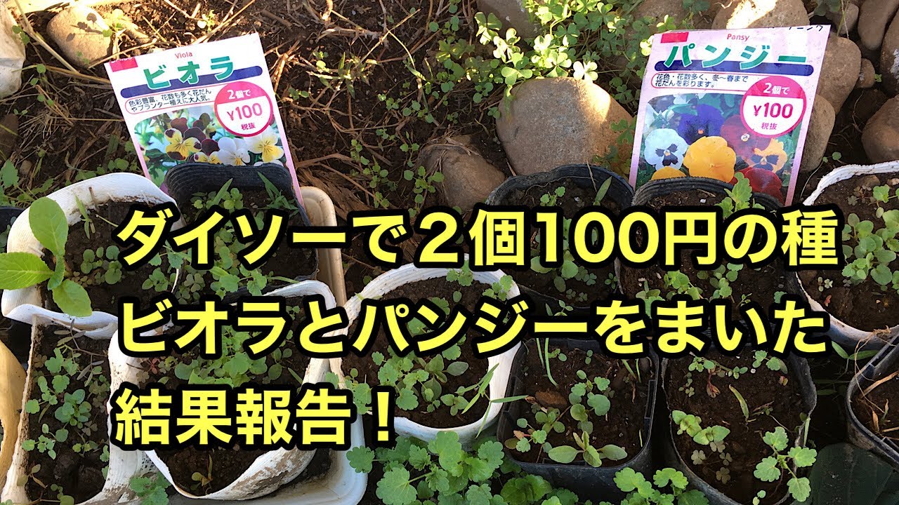 ダイソーで２個100円で買った種 ビオラとパンジーをまいた結果 Youtube