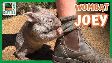 George the Baby Wombat | Australian Reptile Park