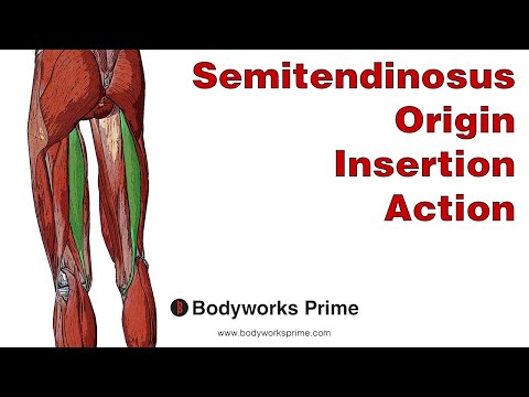 Semitendinosus Anatomy: Origin, Insertion & Action
