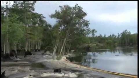 BBC News   Huge sinkhole swallows tree in US state of Louisiana