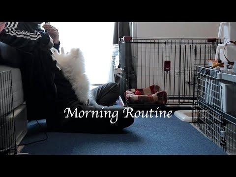 【モーニングルーティン】結婚できない39歳と生後3ヶ月ポメラニアンの朝