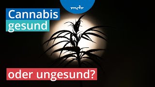 Legalisierter Rausch: Einsatz von Cannabis in der Medizin | MDR
