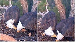 KAYDEE'S SOFT CHORTLES FOR SHADOW 💗 LOVE LANGUAGE PHYSICAL TOUCH AS KAYDEE ALLOPREENS SHADOW 10.8.26 screenshot 4