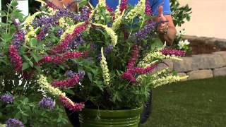 Cottage Farms 3-pc. Flutterby Multi-Color 3-in-1 Butterfly Bush with Dan Wheeler