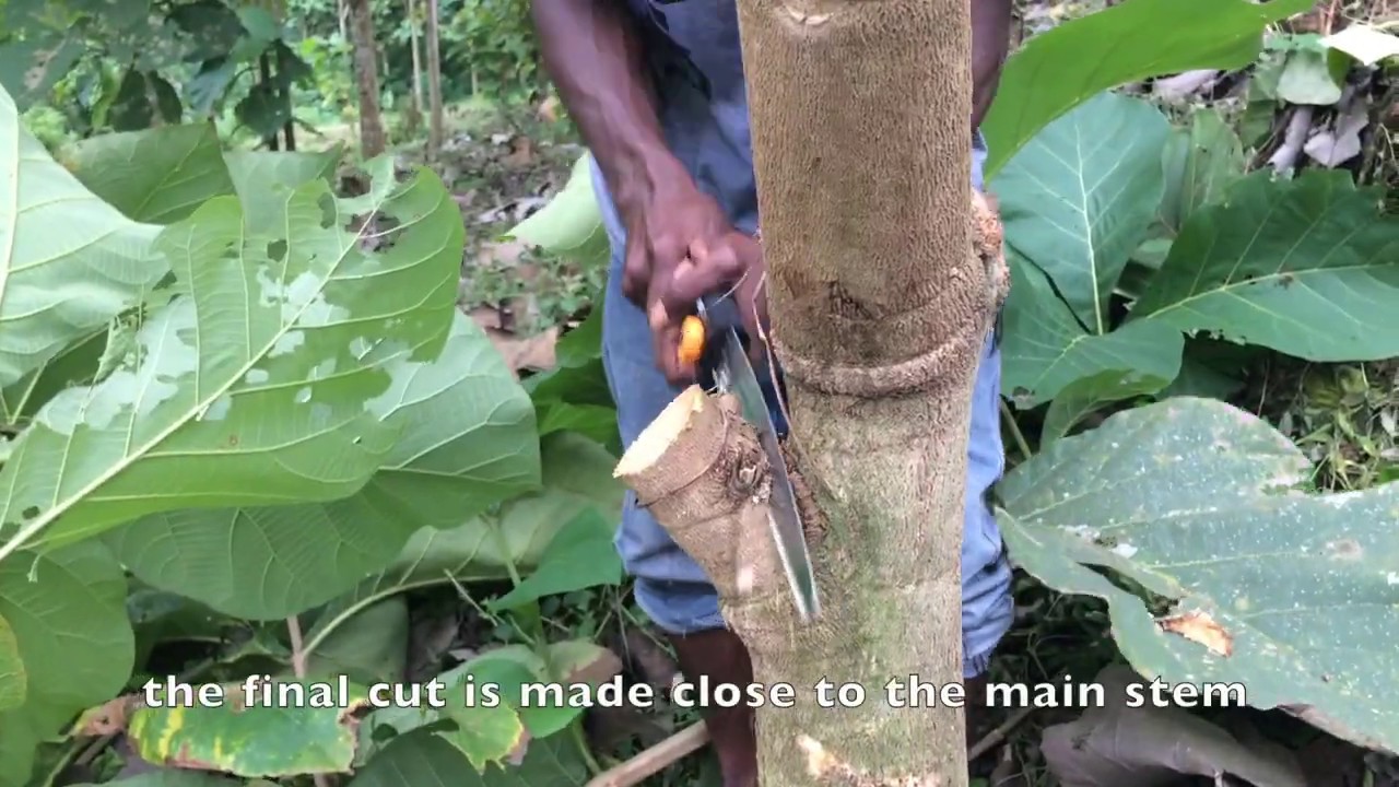 Pruning 2 year Old Teak Trees remedial YouTube Pruning 2 year Old Teak Trees remedial YouTube