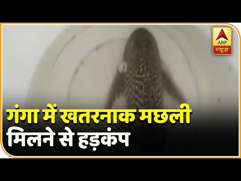 वीडियो: नदियों में कौन सी मछली पाई जाती है