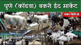 पुणे (कोंढवा) बकरी ईद मार्केट | Pune Kondhwa  Bakara Mandi | Kausar Bag|🐏🔥