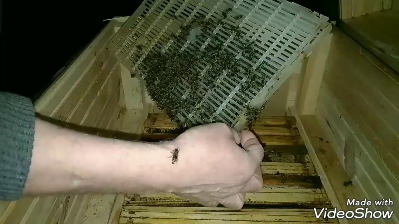 Uwolnienie matki z izolatora na dwa sposoby. 18.02.2019