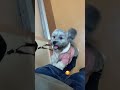 When your pup is well behaved but a little impatient lol