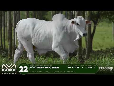 LOTE 22   MTVD 4611
