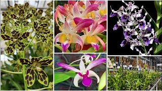 pagi Cerah Panen Anggrek Koleksi Terbarudendro Kenop Istimewa