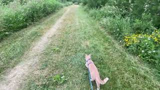 Medi Cat runs very fast on a beautiful trail by Medi Cat 119 views 1 year ago 2 minutes, 56 seconds