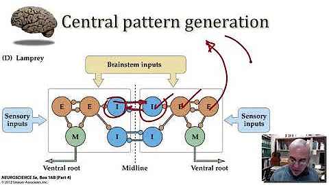 Unraveling the Secrets of Central Pattern Generation