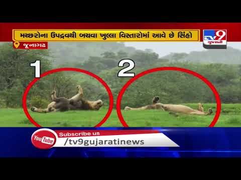 DCF Sasan-Gir shares pictures of the Asiatic lions roaming freely in the Saurashtra peninsula | TV9