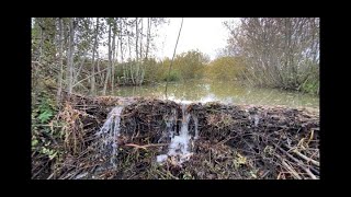 WIDE BEAVER DAM REMOVAL WITH A POTATO RAKE!