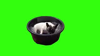 L Can Be A Washing Machine Dog Meme Green Screen